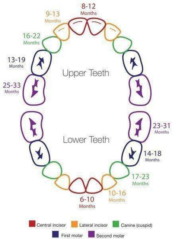 Baby Teething Love Amber x UK