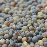 Adult Pippin Raw Green and Honey Baltic Amber Stretch Bracelet Love Amber X