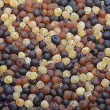 Adult Shingle Raw Mixed Baltic Amber Stretch Bracelet Love Amber X